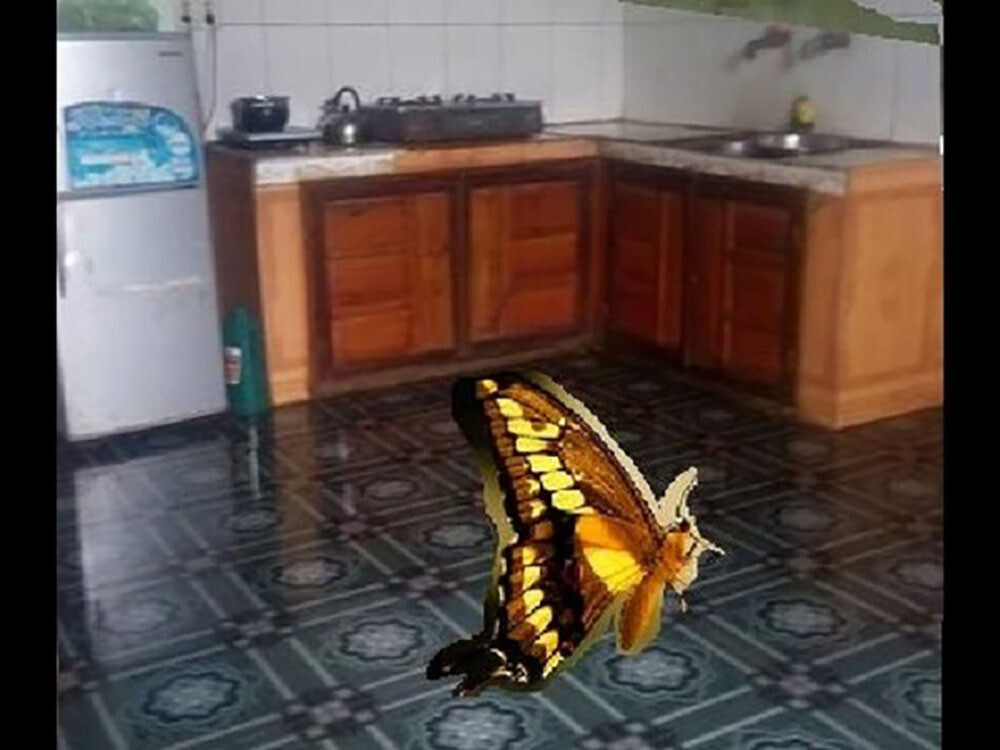 Mơ thấy bướm bay vào nhà là điềm xấu hay tốt? Nên đánh con gì?